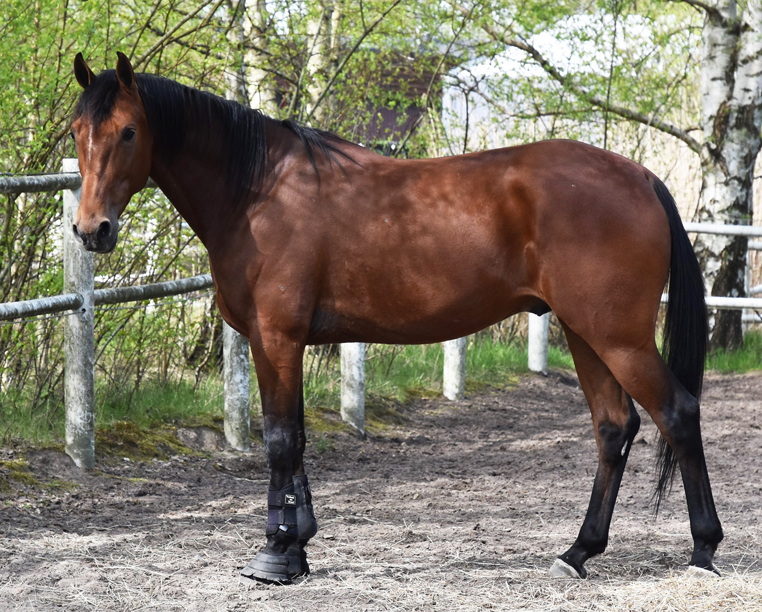 Great Old Dance 250430-2